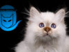 Blogbeitrag Verein deutsche Edelkatze