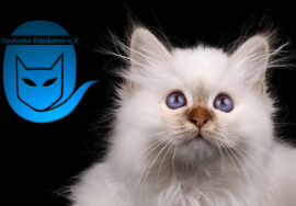 Blogbeitrag Verein deutsche Edelkatze