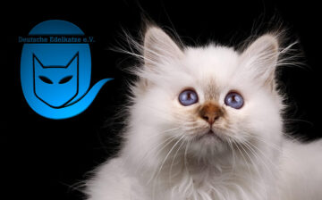 Blogbeitrag Verein deutsche Edelkatze