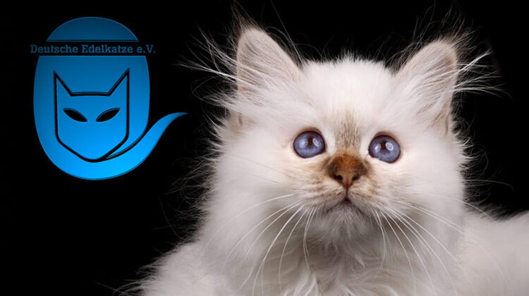 Blogbeitrag Verein deutsche Edelkatze